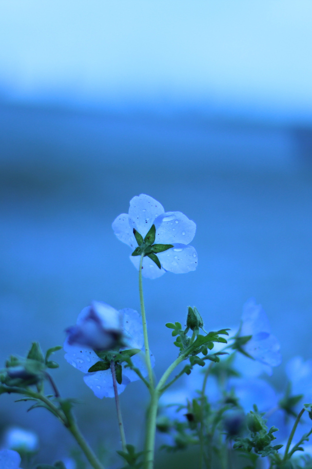 Голубые цветы