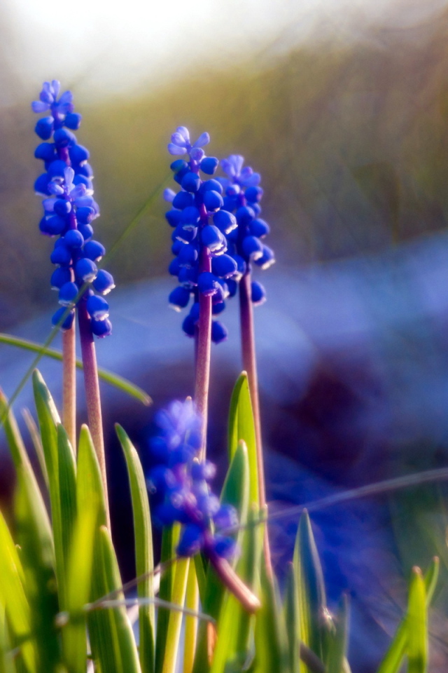 Синие цветы мускари