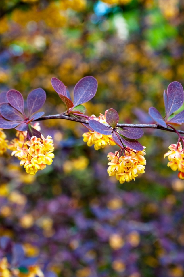 Синие листья и желтые цветы