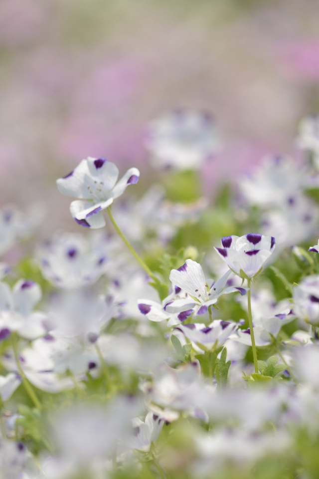 Сине белые цветки льна