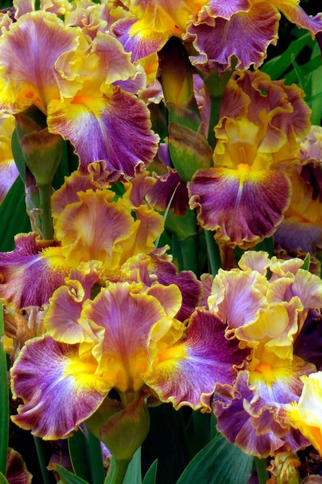 	   Bright irises