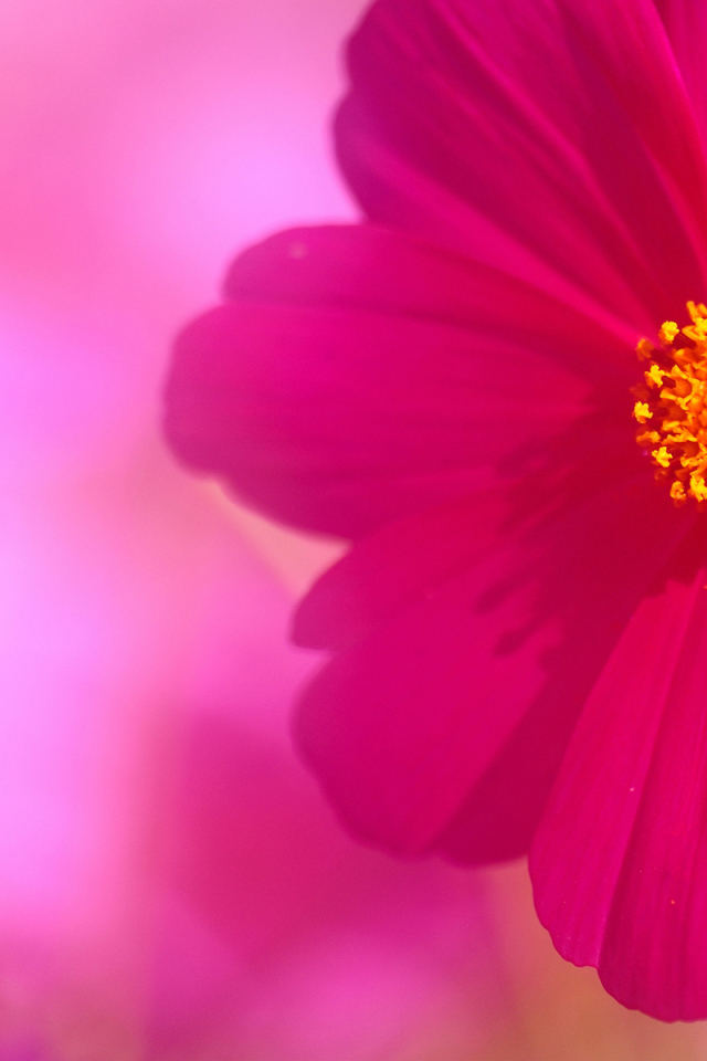 Бутон и цветок космеи