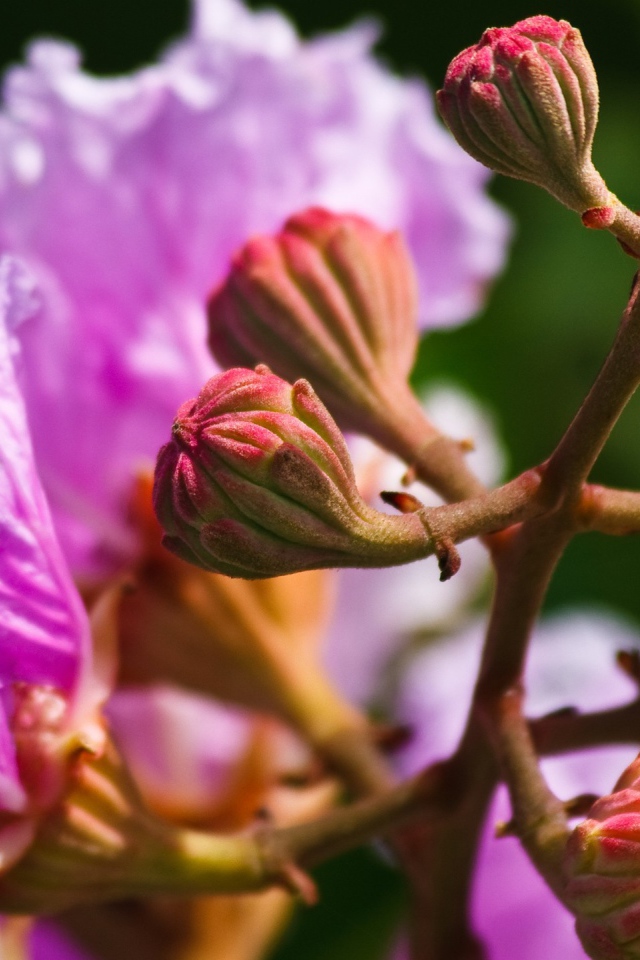 Бутоны и розовые цветы