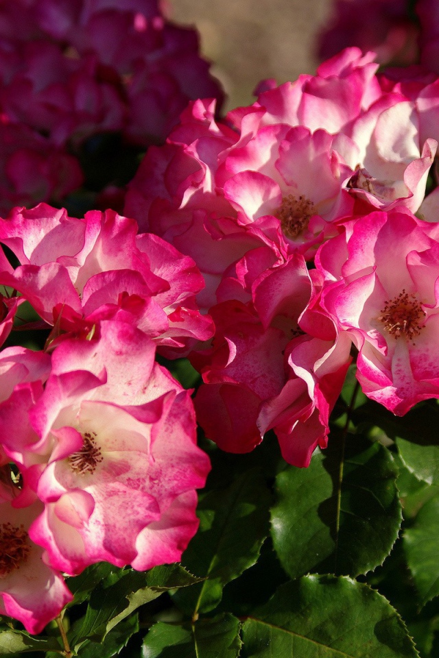 Кусты розовых цветов