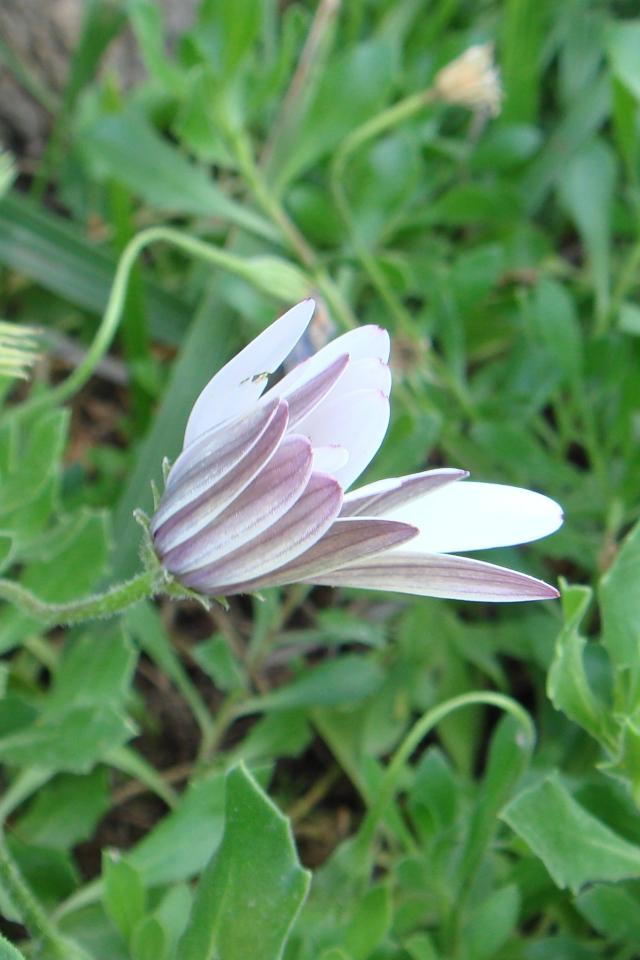 Нежный розовый цветок