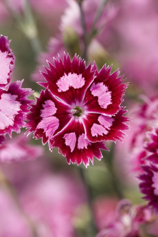 Нежные розовые цветы