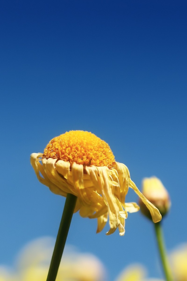 Засохший цветок