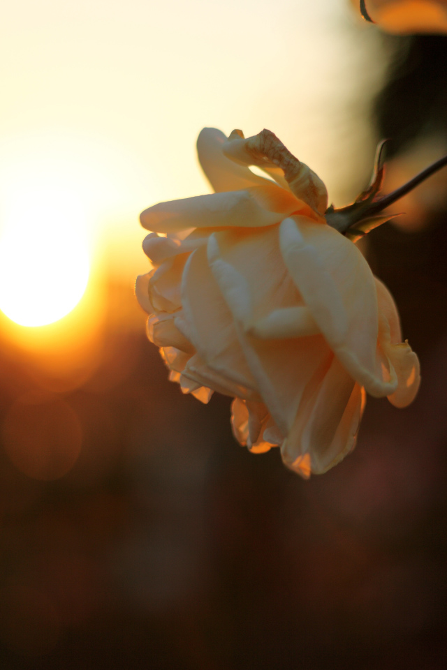 Увядающая роза на закате солнца