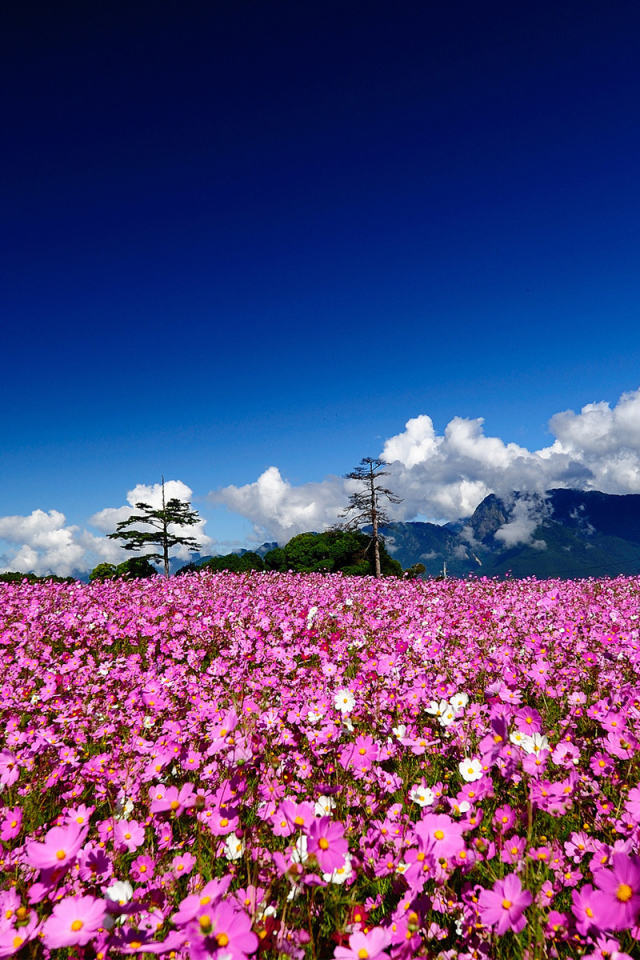 Поле цветов космеи