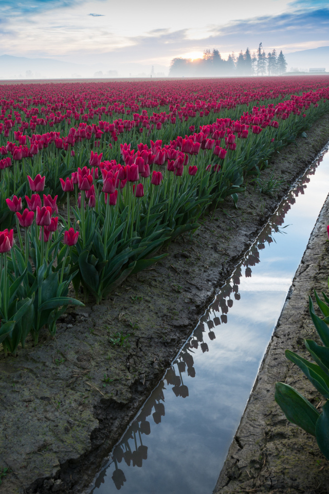 Поле розовых тюльпанов