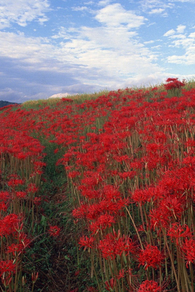 Поле красных цветов