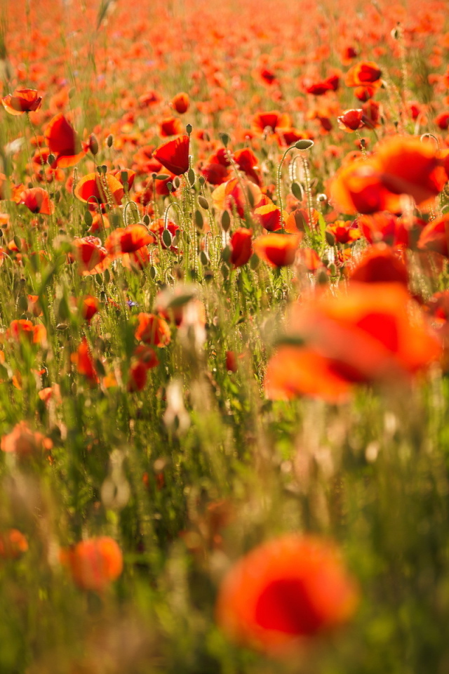 Поле красных маков