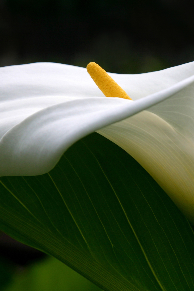 Цветок каллы