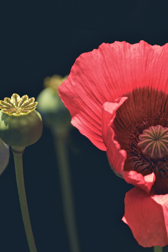 Цветок и головки мака