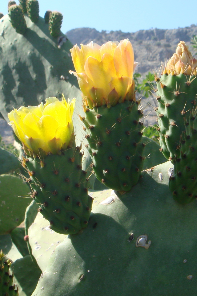 Цветущий кактус