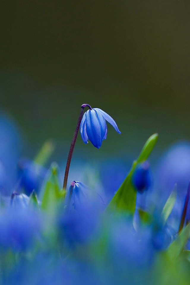 Цветы синие пролески