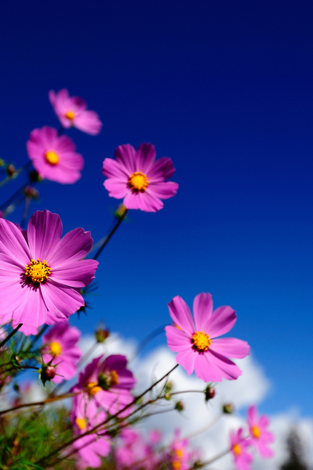 Цветы Космея