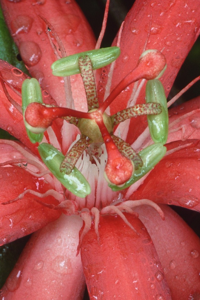 Цветок из Эквадора