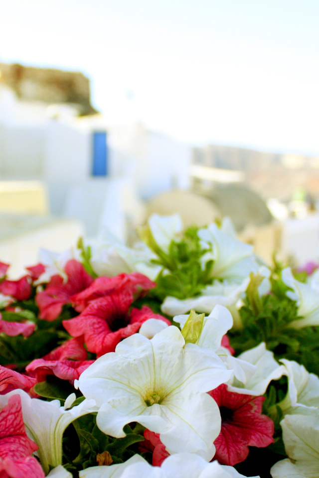 Цветы в Греции