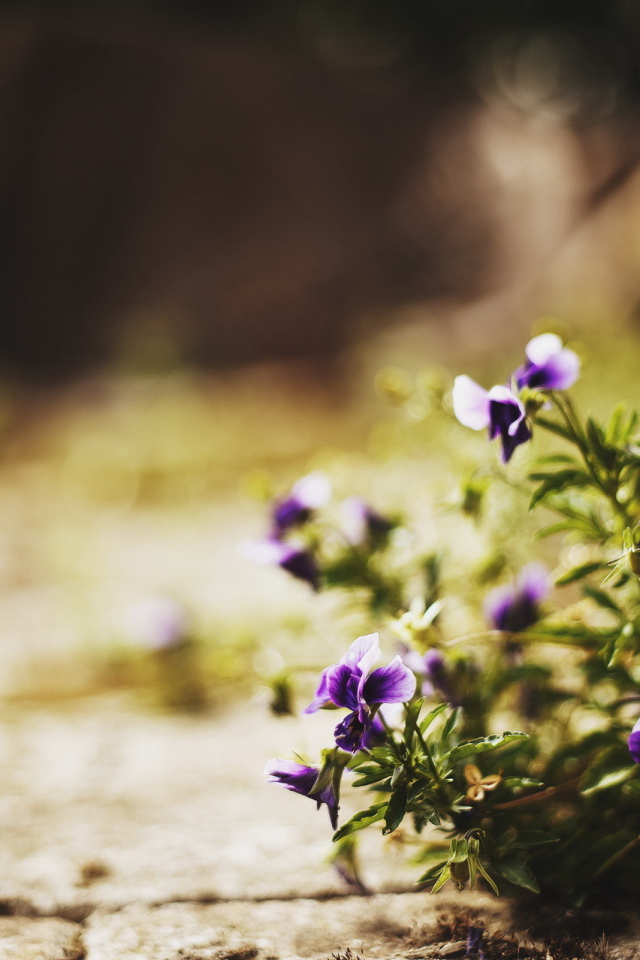 Цветы в городе