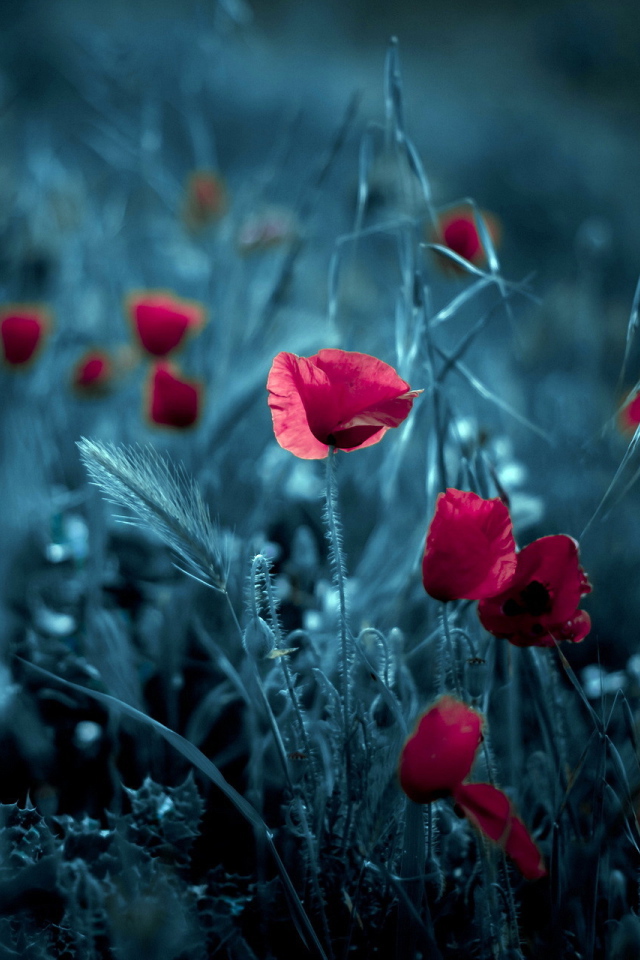 Цветки мака