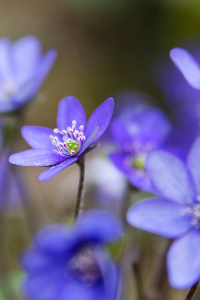 Цветы подснежники