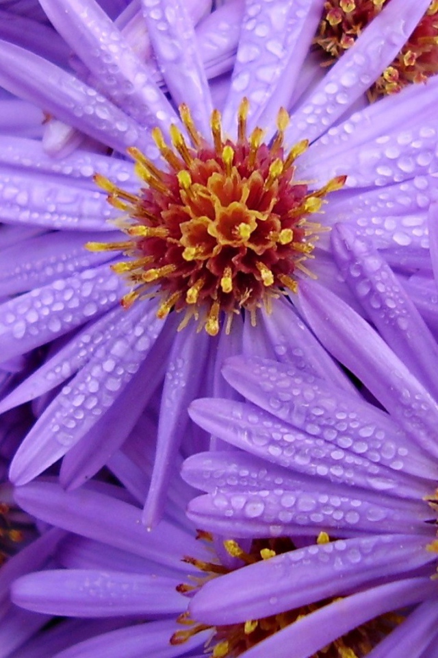 Цветы с каплями на лепестках