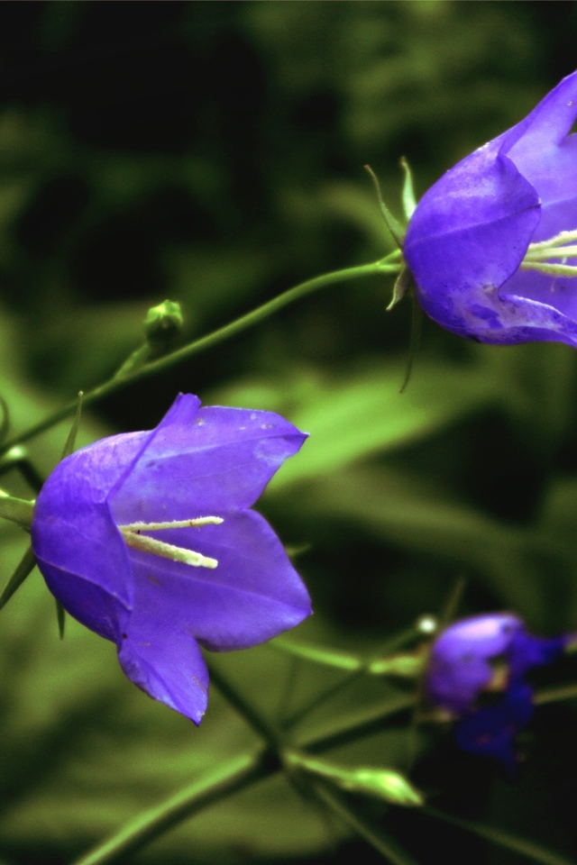 Лесные колокольчики