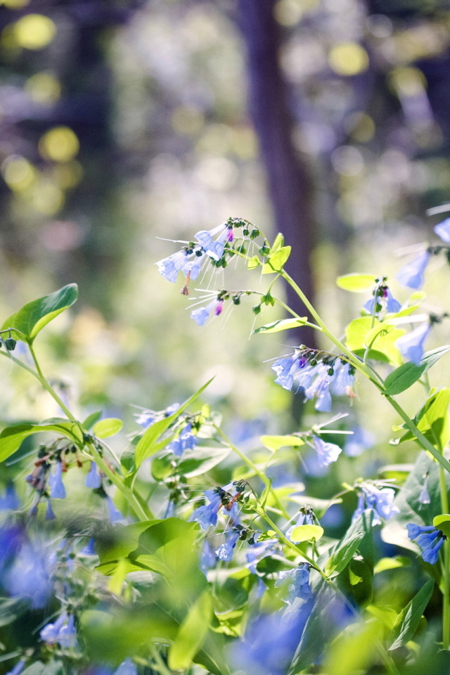 Лесные цветы колокольчики