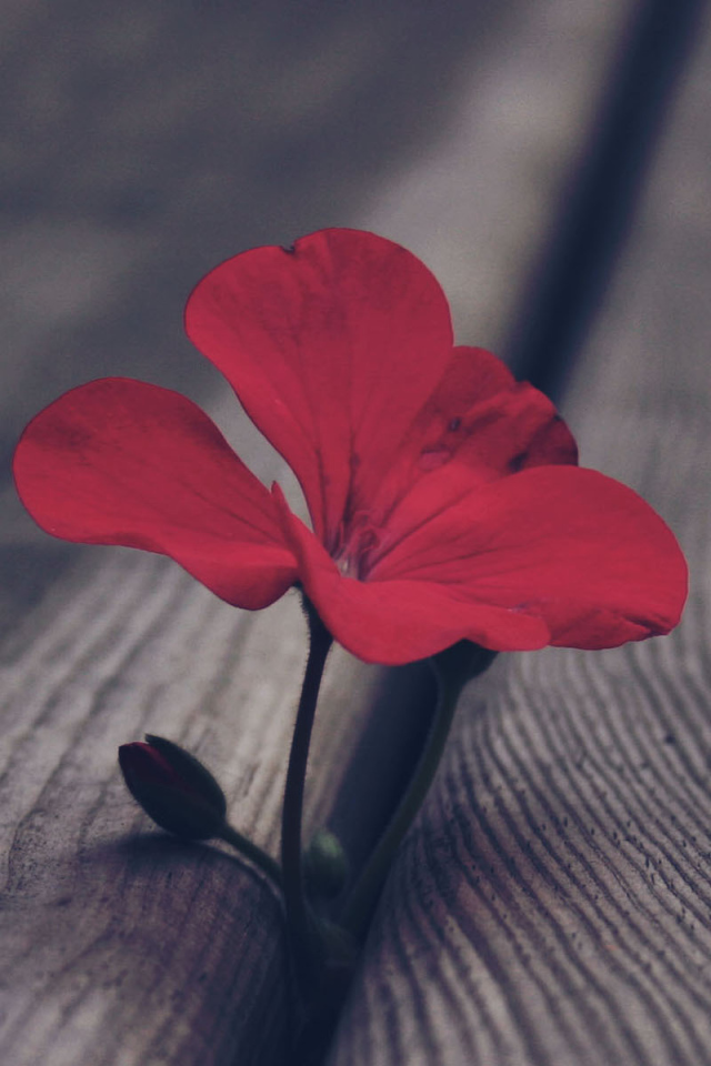 Цветок герани