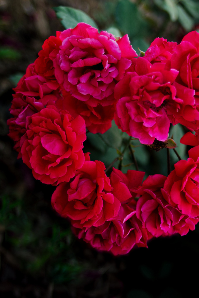 Сердечко из роз