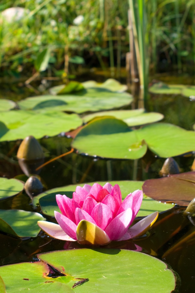 Озеро с водяной лилией