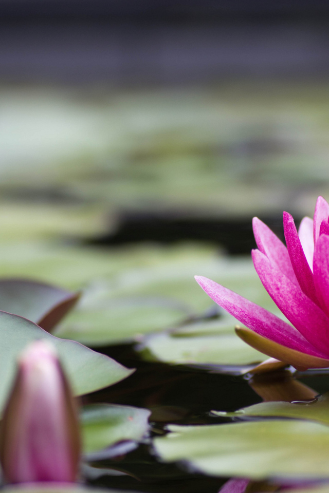 Большая розовая лилия