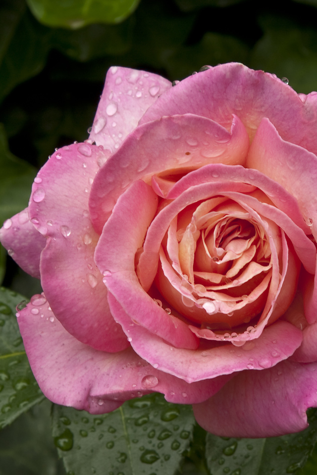 Большая роза с каплями воды