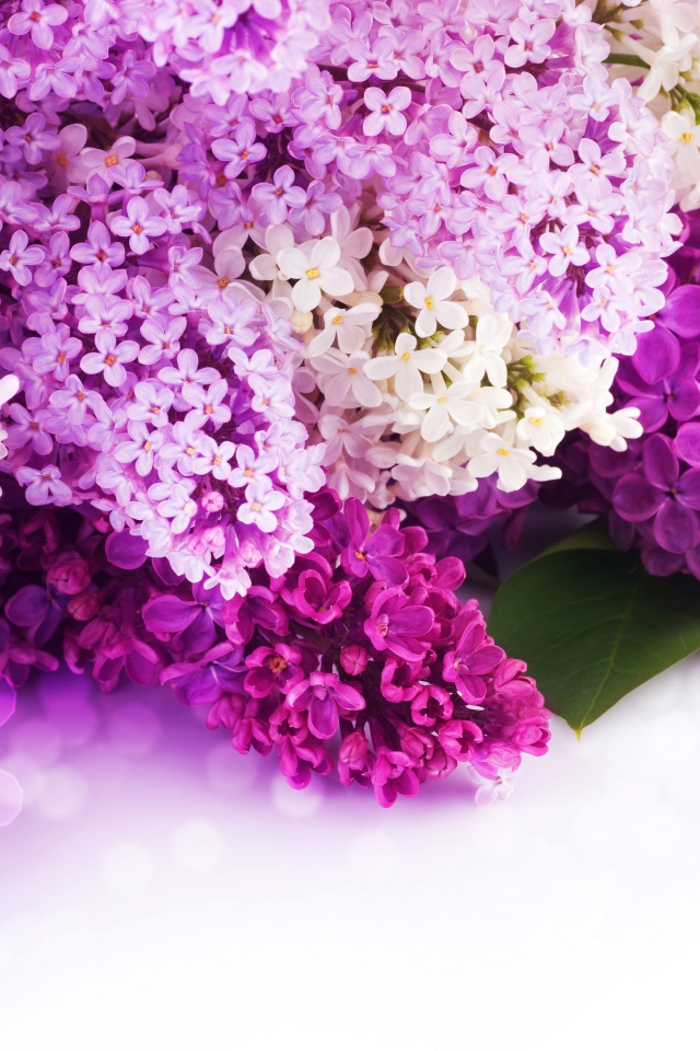 Цветы сирени