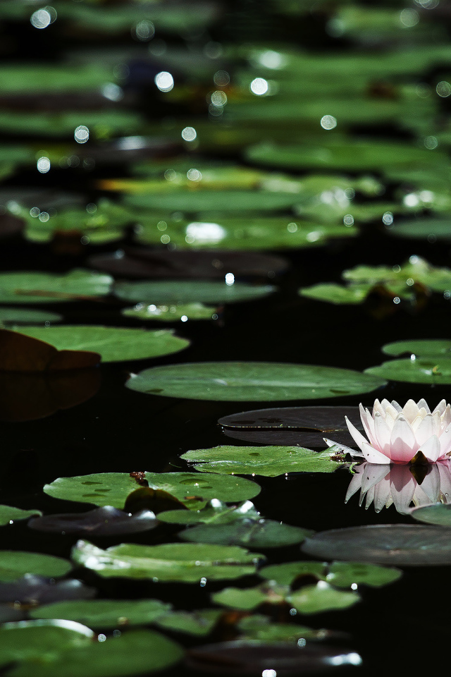 Лилии на темной воде