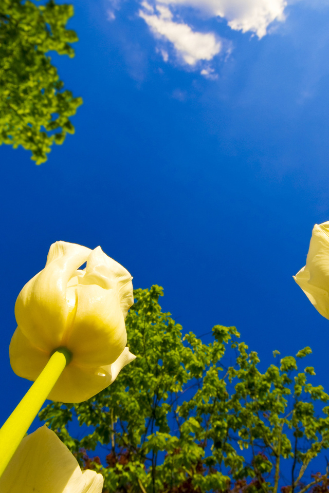 Взгляд на тюльпаны снизу