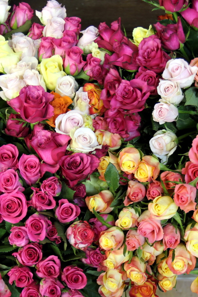 Гора разноцветных роз