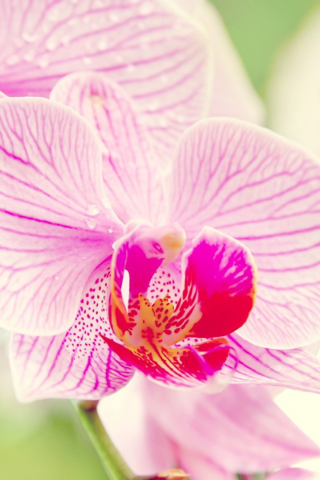 Розовые орхидеи