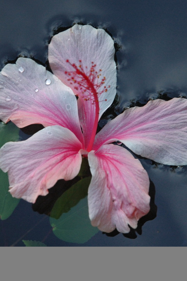 Розовый цветок на воде