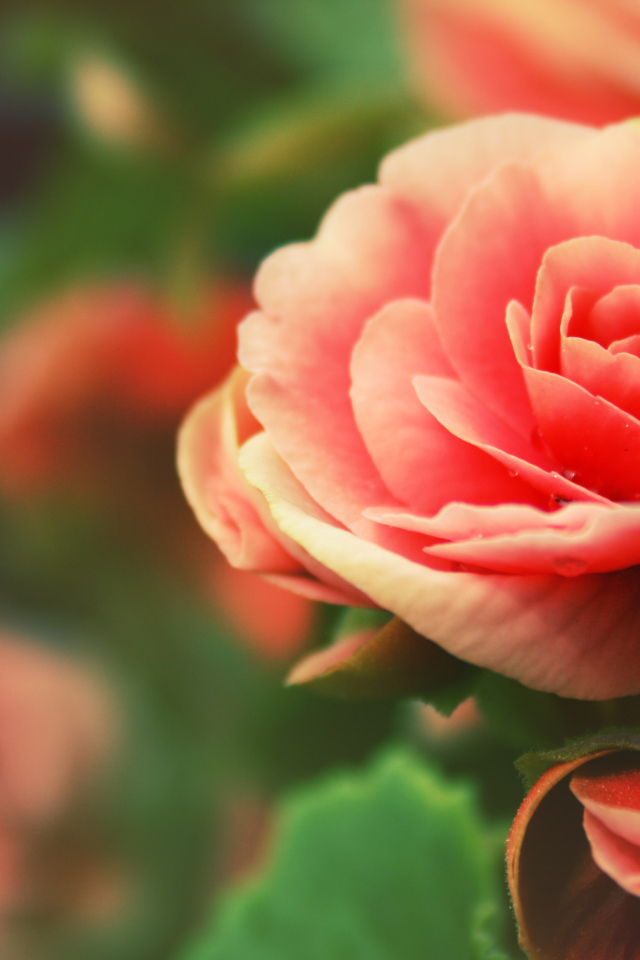 Розовый цветок Роза