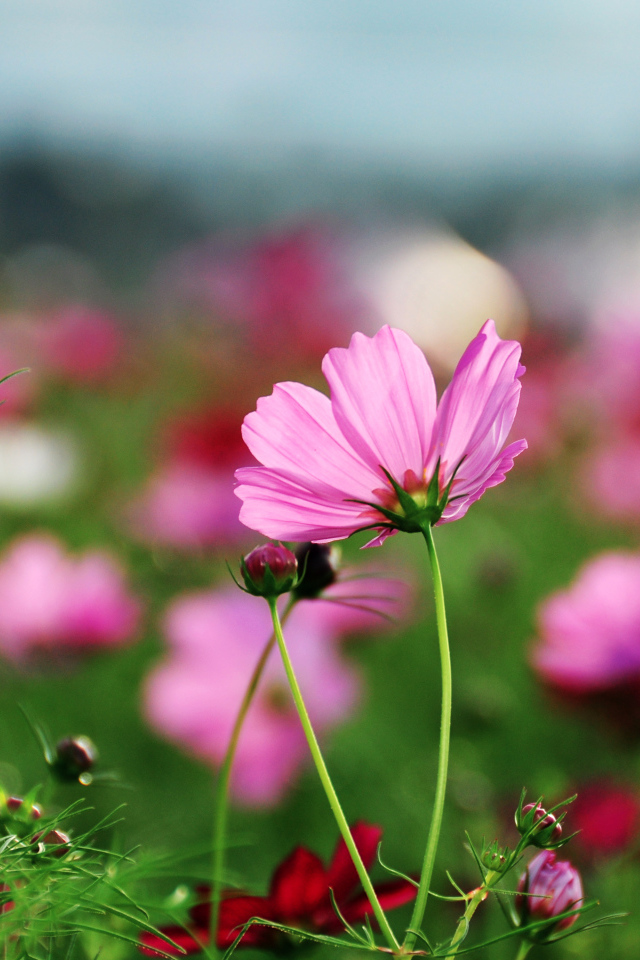 Розовые лепестки космеи