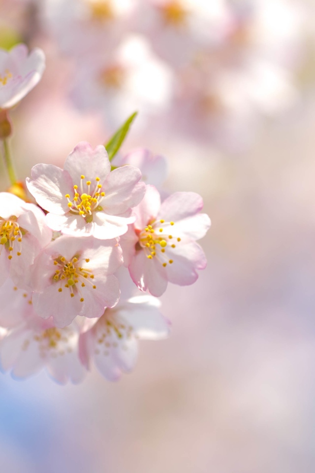 Розовые лепестки цветущей сакуры