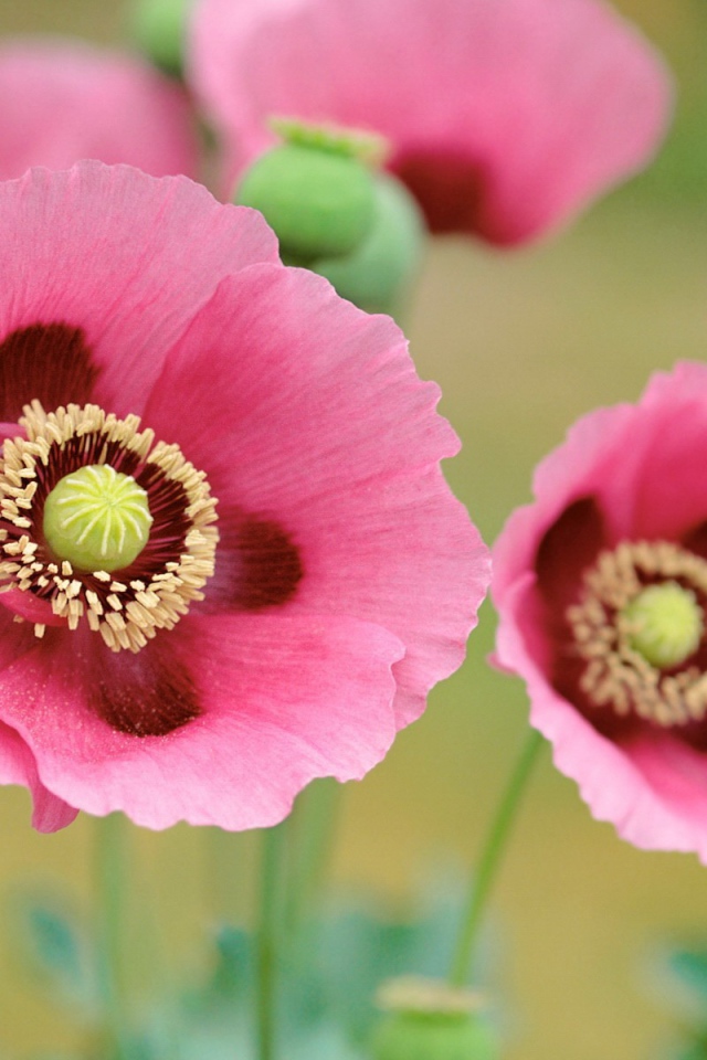 Розовые цветы мака