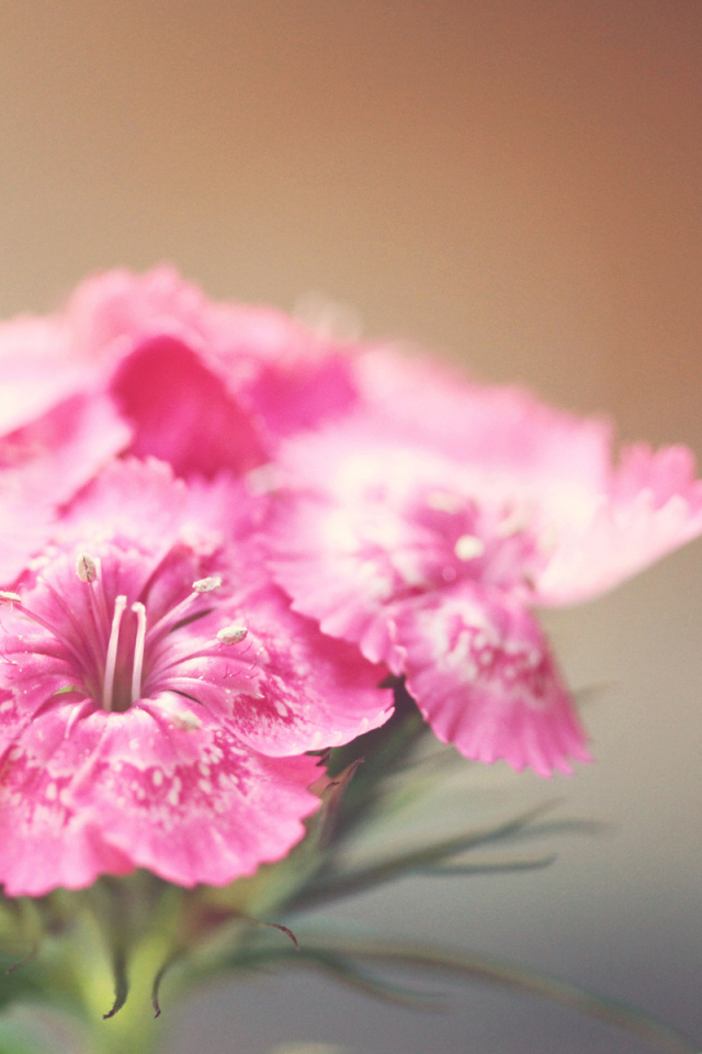 Розовые фиалки