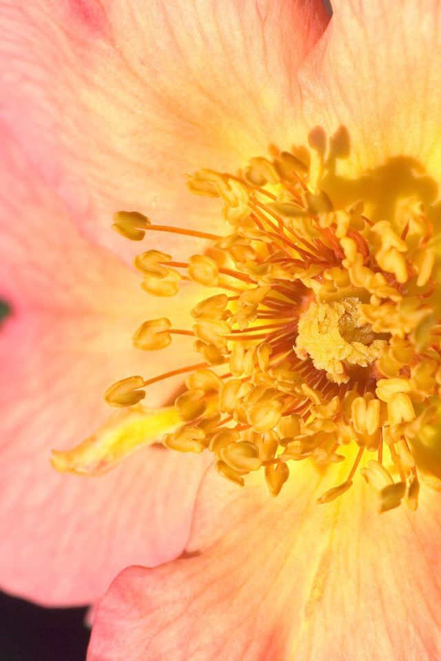 Пестики цветка