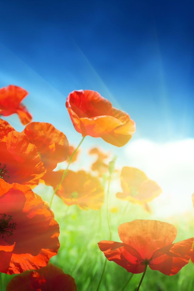 Маки на фоне неба