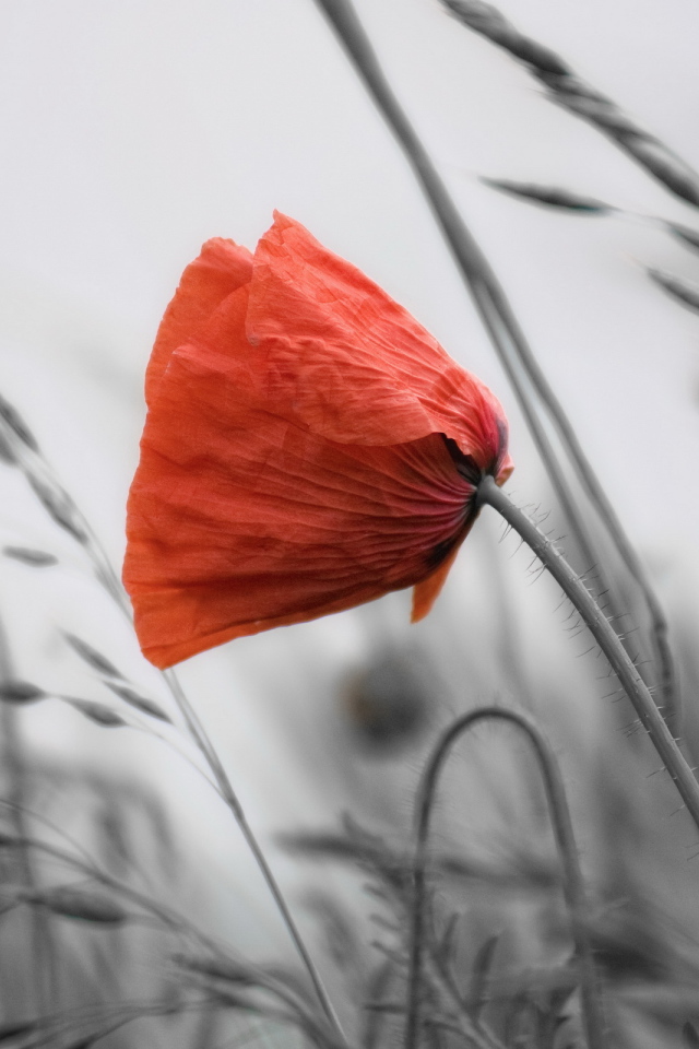 Мак среди травы