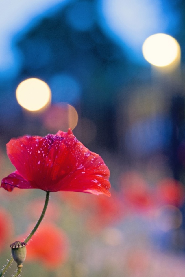 Цветок мака