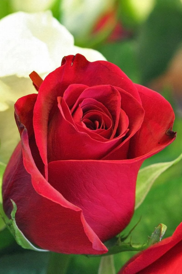 Красная и белая роза